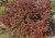 Autumn Magic Chokeberry thumbnail